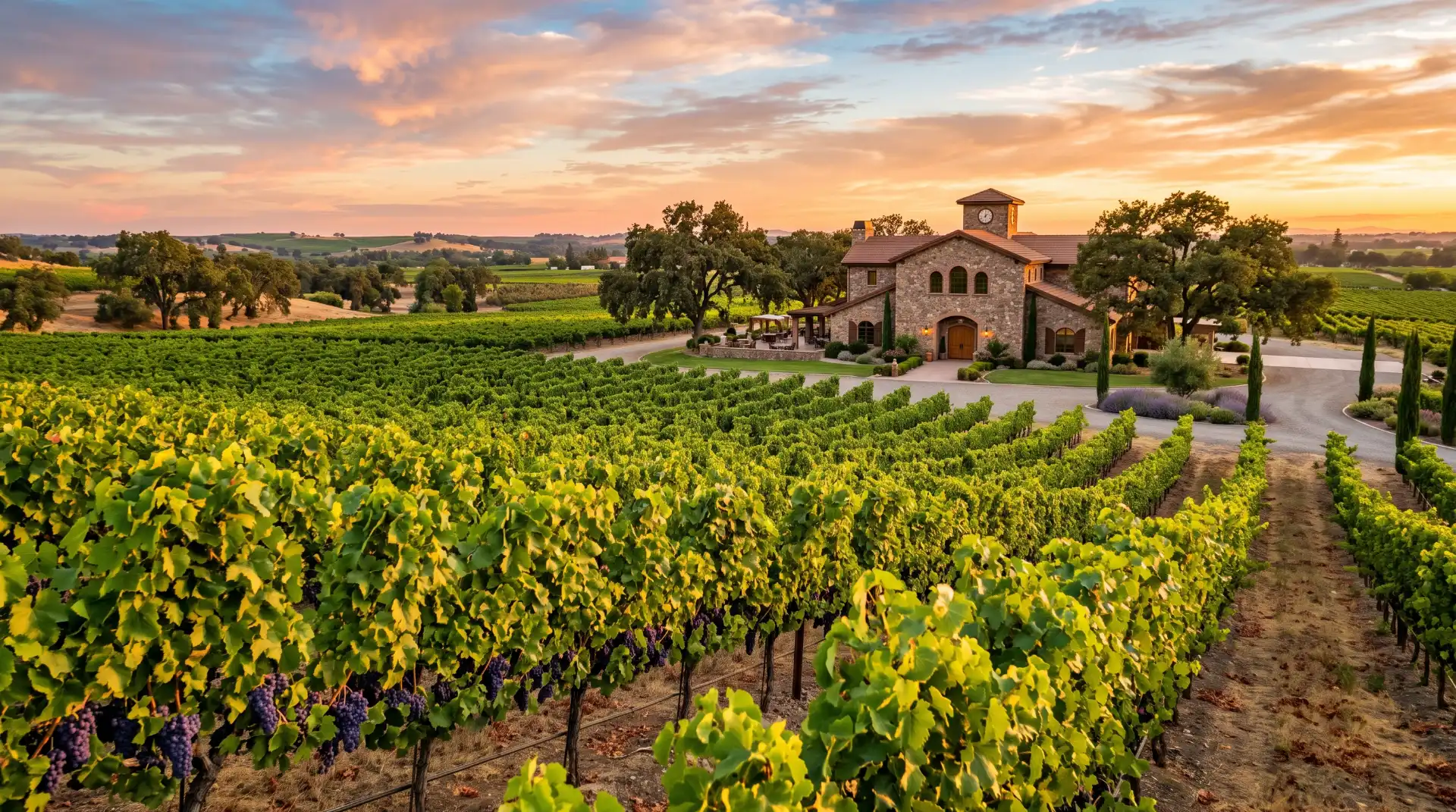 Grape_vines_and_winery